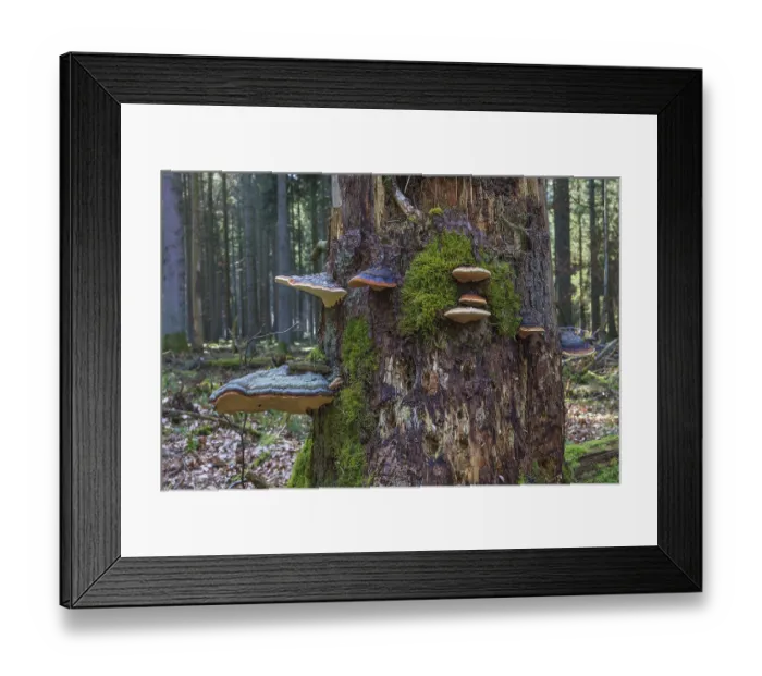 Framed Print : Red banded polypore (Fomitopsis pinicola) on a tree trunk