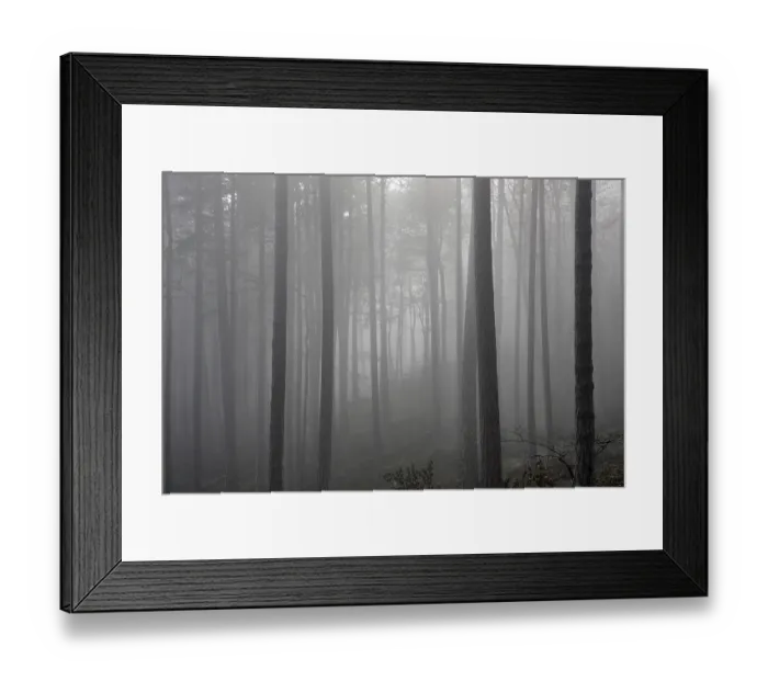 Framed Print : Beech forest and fog Lower Austria Framed Print : Beech forest and fog Lower Austria