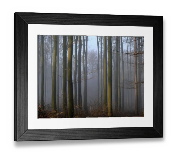 Framed Print : Deciduous forest in the mist
