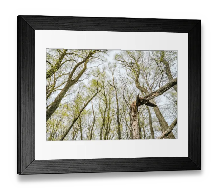 Framed Print : Looking up at the sky through a green willows and poplars trees forest during spring Framed Print : Looking up at the sky through a green willows and poplars trees forest during spring