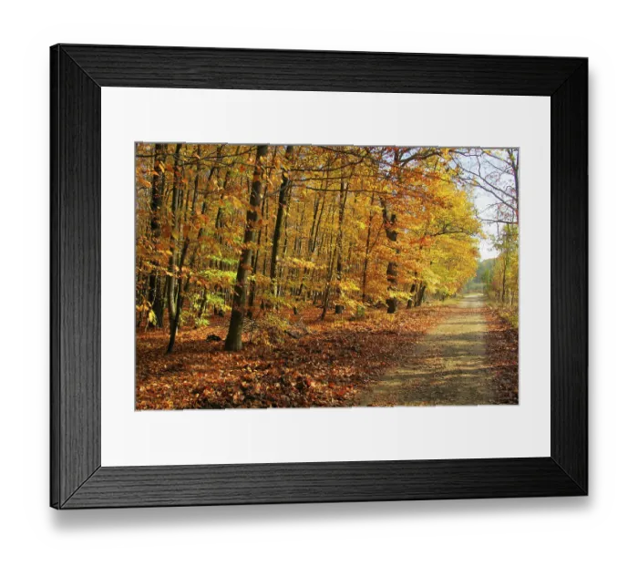 Framed Print : Beech forest mit Weg, beech forest with trail