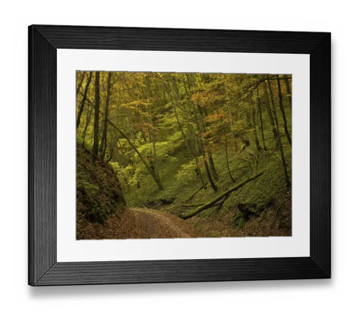 Framed Print : Autumn colours, forest, Bad Urach