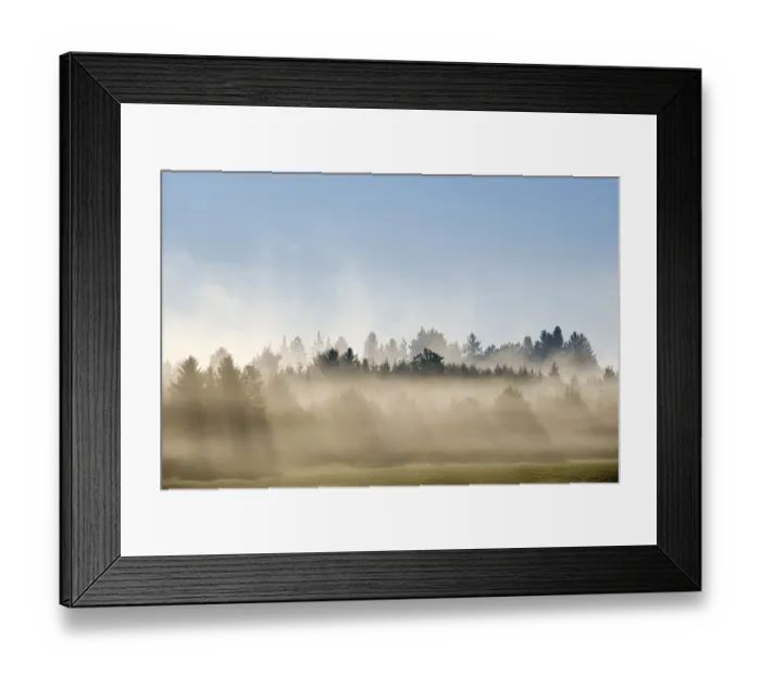 Framed Print : Sunbeams shine through forest in the morning mist Framed Print : Sunbeams shine through forest in the morning mist