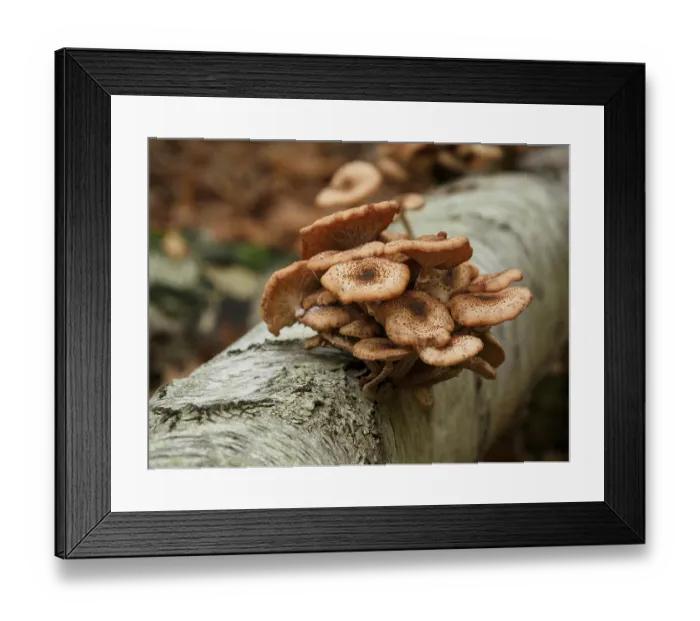 Framed Print : A cluster of mushrooms growing from a lying tree trunk surrounded by dry leaves in the forest