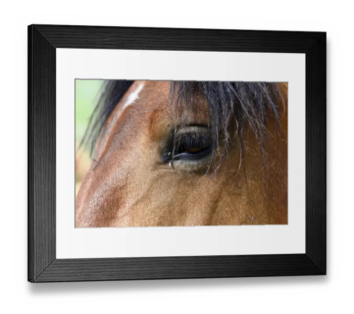 Framed Print : Eye, close-up, riding stable, Piano Grande plain