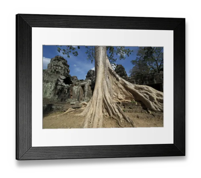 Framed Print : Trees overgrowing the temple complex of Banteay Kdei Framed Print : Trees overgrowing the temple complex of Banteay Kdei