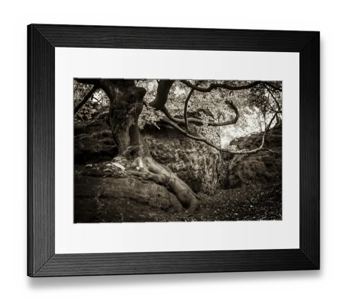 Framed Print : Gnarled European Beech (Fagus sylvatica) growing on a rock Framed Print : Gnarled European Beech (Fagus sylvatica) growing on a rock
