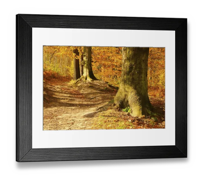 Framed Print : Beech forest mit Weg, beech forest with trail 10 Framed Print : Beech forest mit Weg, beech forest with trail 10
