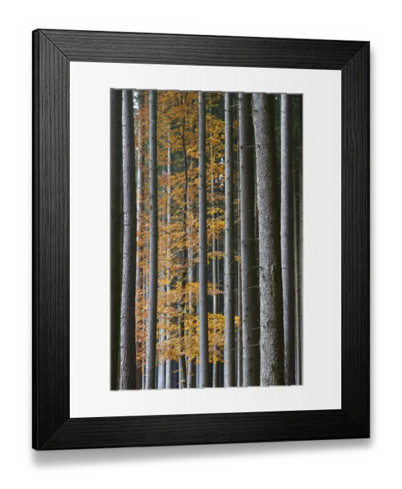 Framed Print : Colourful autumn forest in Bavaria