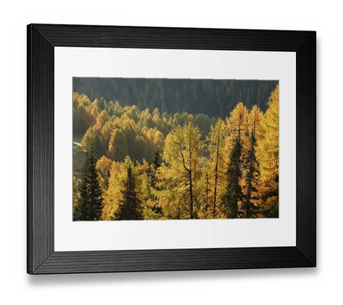Framed Print : Nockberge Biosphere Reserve, autumnal larch forest