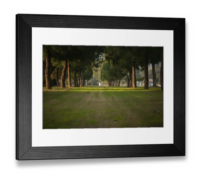 Framed Print : Forest of green pine trees on mountainside
