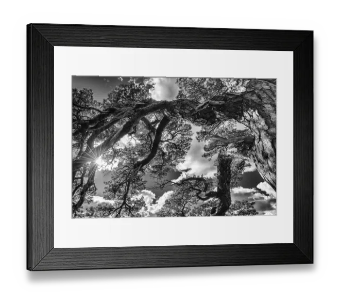 Framed Print : Scots pine, Pinus sylvestris (English: Scots pine)