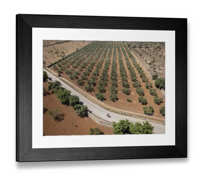Framed Print : Cyclist in front an olive grove on the way to L'Aguila