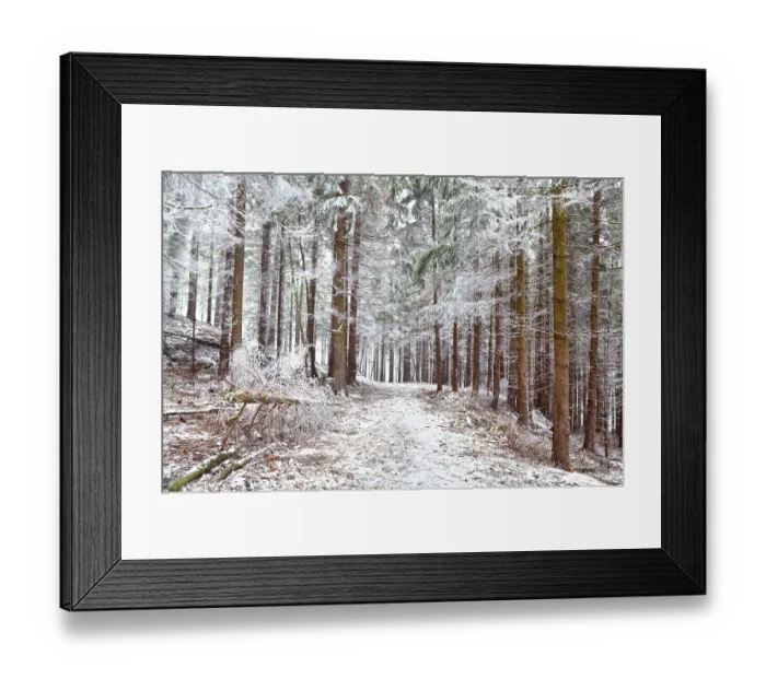 Framed Print : Frozen old pine trees in forest during winter Framed Print : Frozen old pine trees in forest during winter