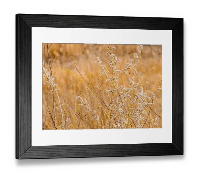 Framed Print : Meadow of Salix discolor (America Pussy Willow) seedpods