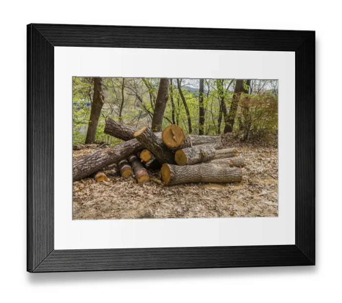 Framed Print : Pile of sawed logs surrounded by leaf litter in a wooded area