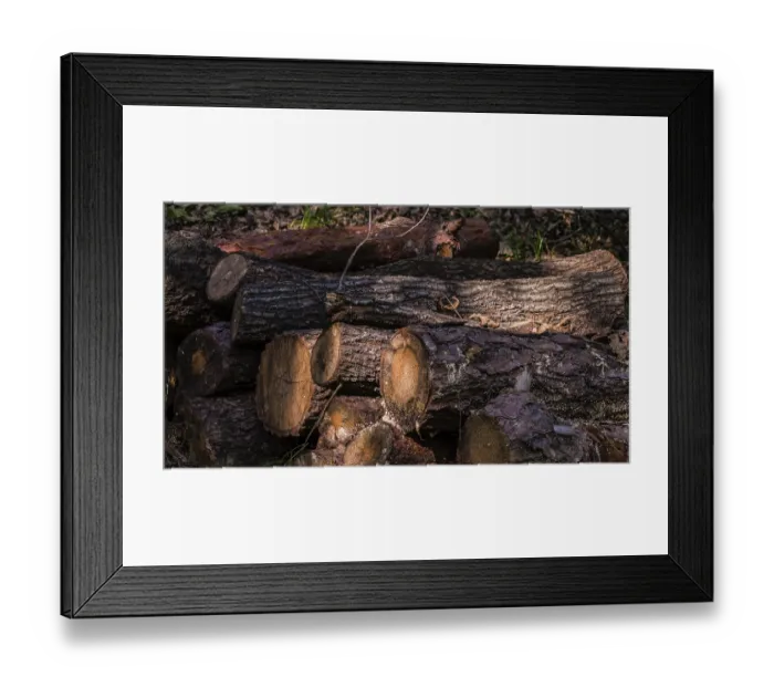 Framed Print : Cut logs with textured bark highlighted by sunlight and shadows