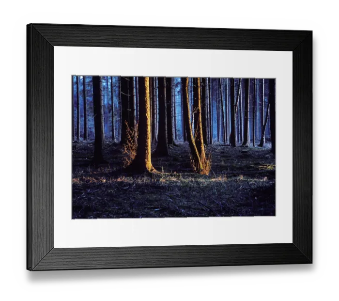 Framed Print : Spruce forest evening light Germany Framed Print : Spruce forest evening light Germany
