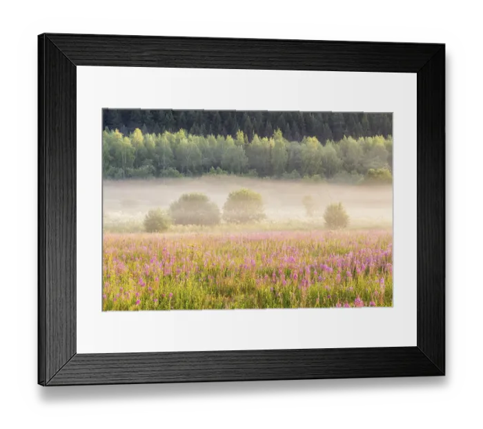 Framed Print : Flowers, bushes and forest on a background in the misty autumn morning Framed Print : Flowers, bushes and forest on a background in the misty autumn morning