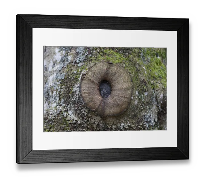 Framed Print : Knothole Framed Print : Knothole