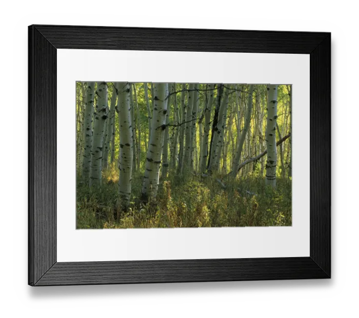Framed Print : Fall coloured forest in the Wasatch Range Framed Print : Fall coloured forest in the Wasatch Range