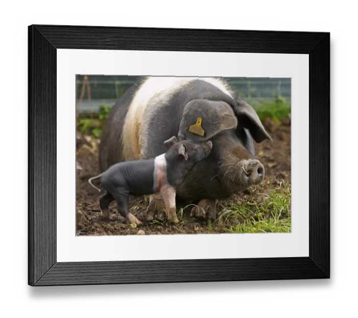 Framed Print : Domestic Pig, saddleback sow with piglet Framed Print : Domestic Pig, saddleback sow with piglet