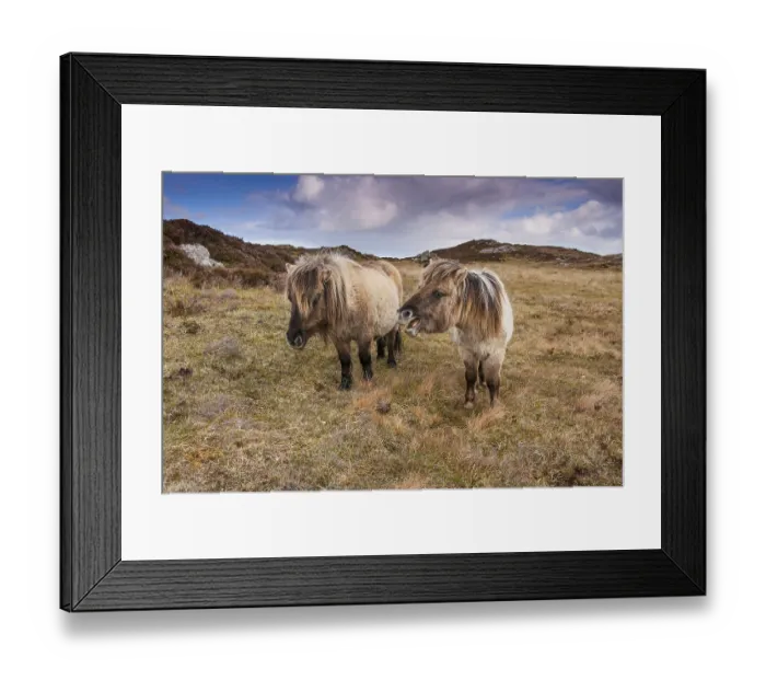 Framed Print : Horse, Eriskay Pony, two mares