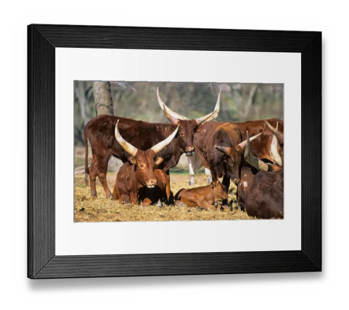 Framed Print : Red Ankole cattle Watusi cattle Framed Print : Red Ankole cattle Watusi cattle