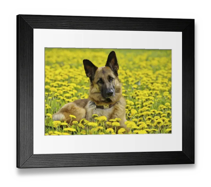 Framed Print : German shepherd dog