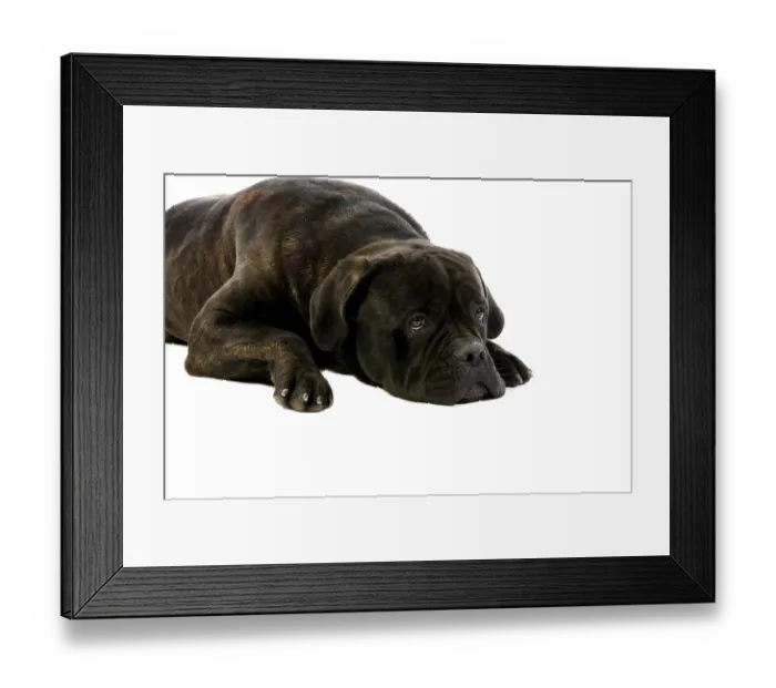 Framed Print : CANE CORSO, A DOG BREED FROM ITALY