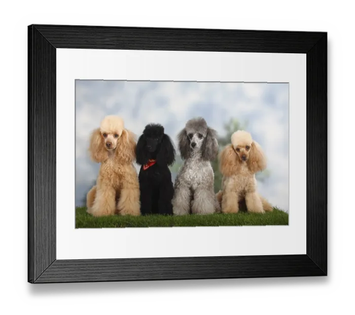 Framed Print : Small poodle, apricot, black and silver, poodle