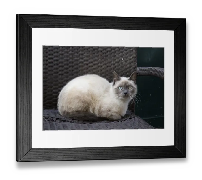 Framed Print : Felidae (Felis catus) on a wicker chair