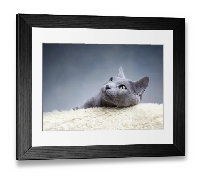 Framed Print : Portrait of a Russian Blue Pedigree Cat