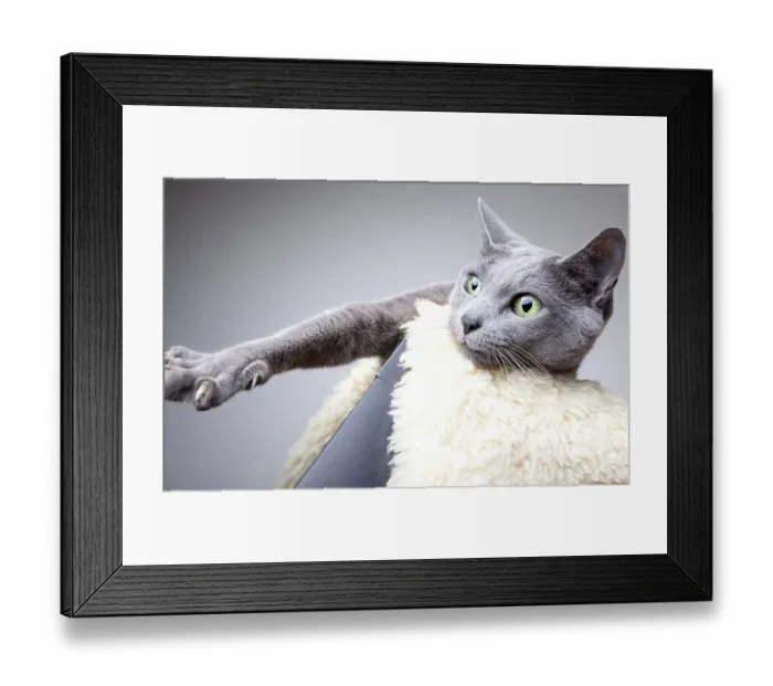 Framed Print : Portrait of a Russian Blue Pedigree Cat