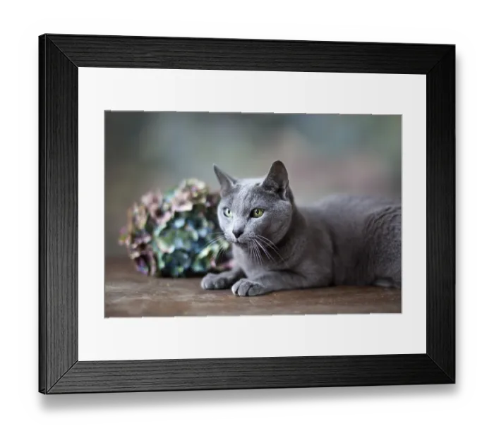 Framed Print : Portrait of a Russian Blue Pedigree Cat Framed Print : Portrait of a Russian Blue Pedigree Cat