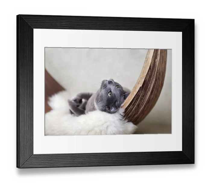 Framed Print : Russian Blue Cat on Lambskin in Palm Leaf Framed Print : Russian Blue Cat on Lambskin in Palm Leaf