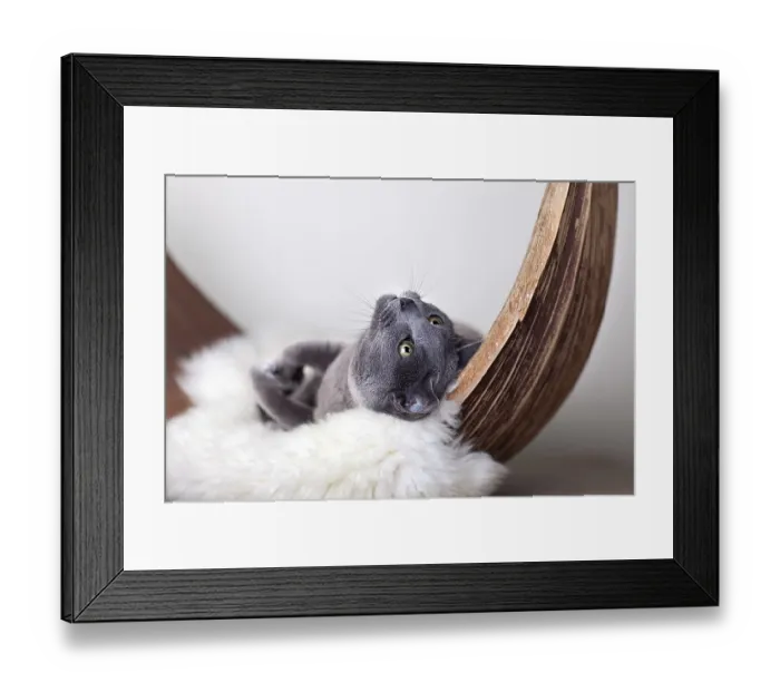 Framed Print : Russian Blue Cat on Lambskin in Palm Leaf Framed Print : Russian Blue Cat on Lambskin in Palm Leaf