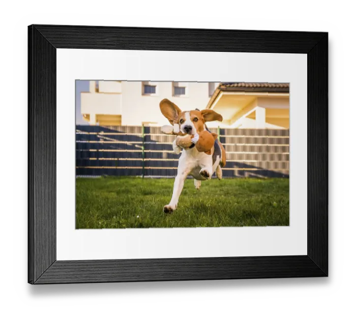 Framed Print : Happy Beagle dog playing fetch with owner on sunny evening in back garden