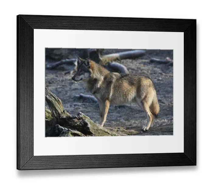 Framed Print : Eurasian wolf