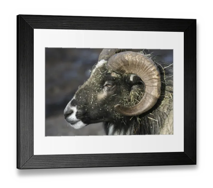 Framed Print : Defensive buck