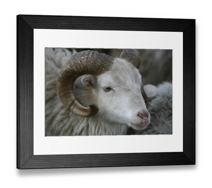 Framed Print : Shaggy farm animal Framed Print : Shaggy farm animal