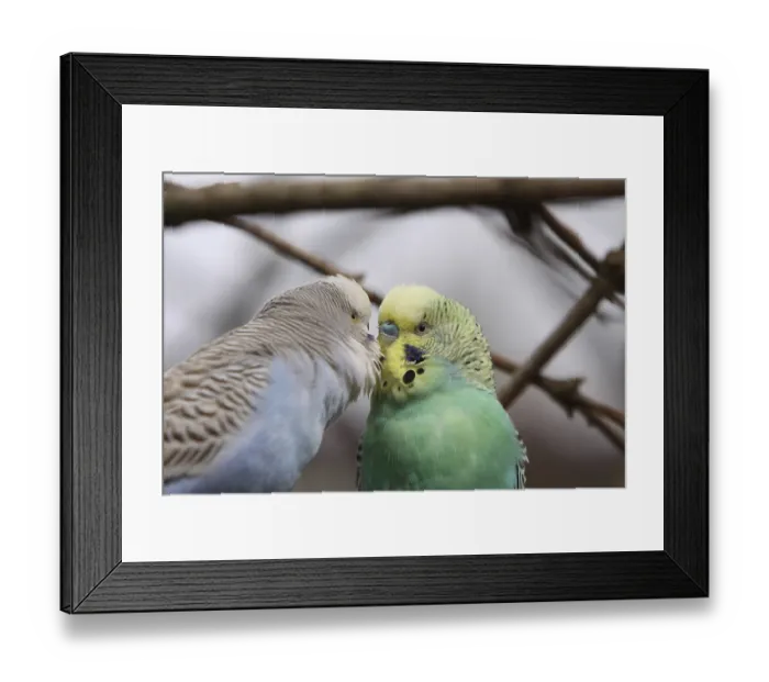 Framed Print : Budgerigar