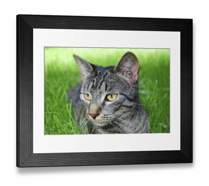 Framed Print : Young tabby cat lying on the grass with shallow green background