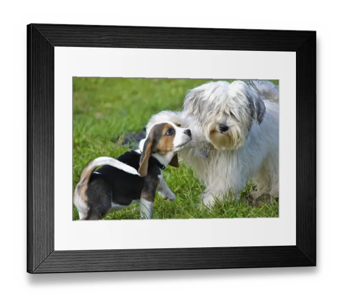 Framed Print : A Havanese and a Beagle puppy playing wildly on a green meadow