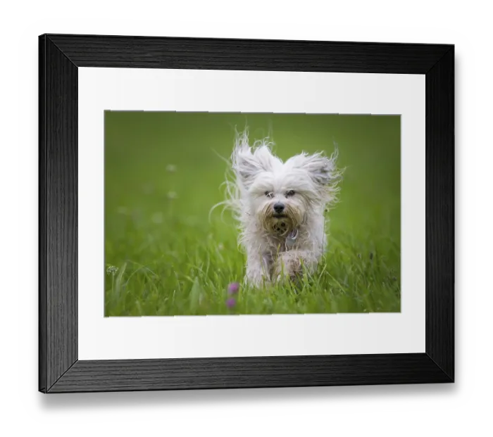 Framed Print : Small white dog runs through a green meadow towards the photographer