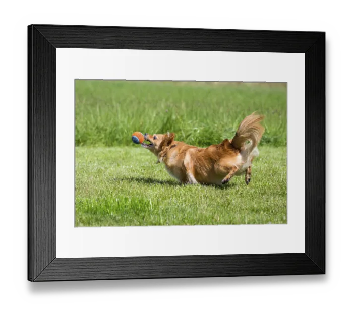 Framed Print : Small brown dog playing with a ball on a green meadow