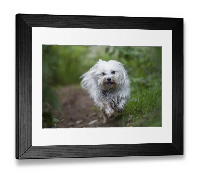 Framed Print : A small white dog runs along a forest path towards the photographer Framed Print : A small white dog runs along a forest path towards the photographer