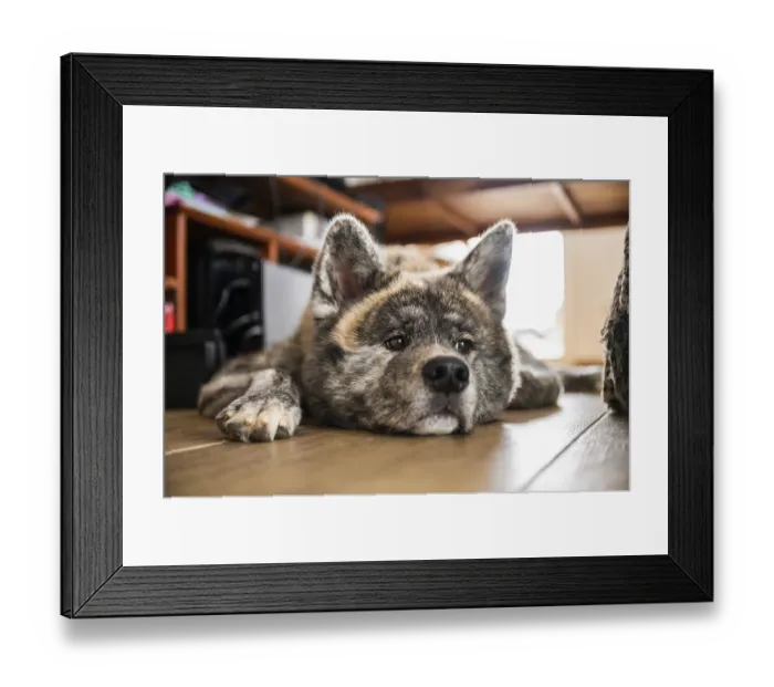 Framed Print : Close-up Akita inu with gray fur relaxing on the ground inside during daylight Framed Print : Close-up Akita inu with gray fur relaxing on the ground inside during daylight