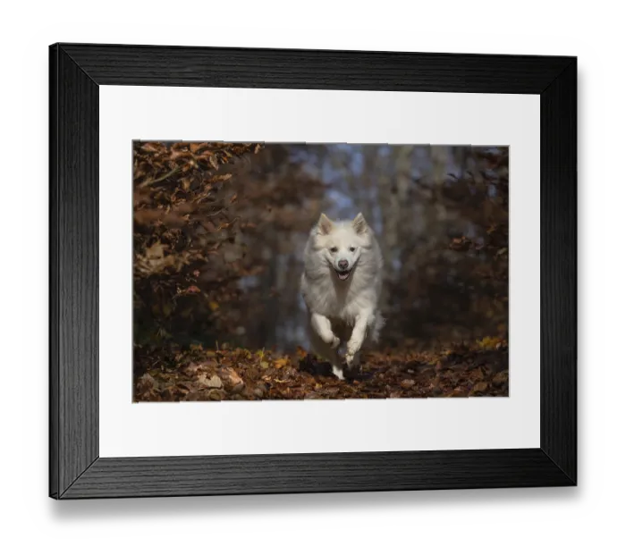 Framed Print : Dog walk in autumn-coloured forest