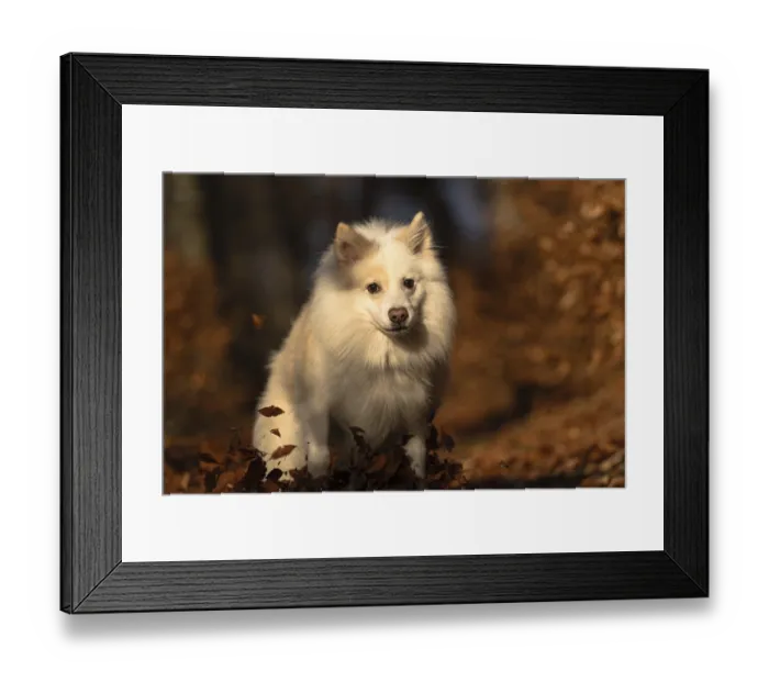 Framed Print : Walk in autumn-coloured forest